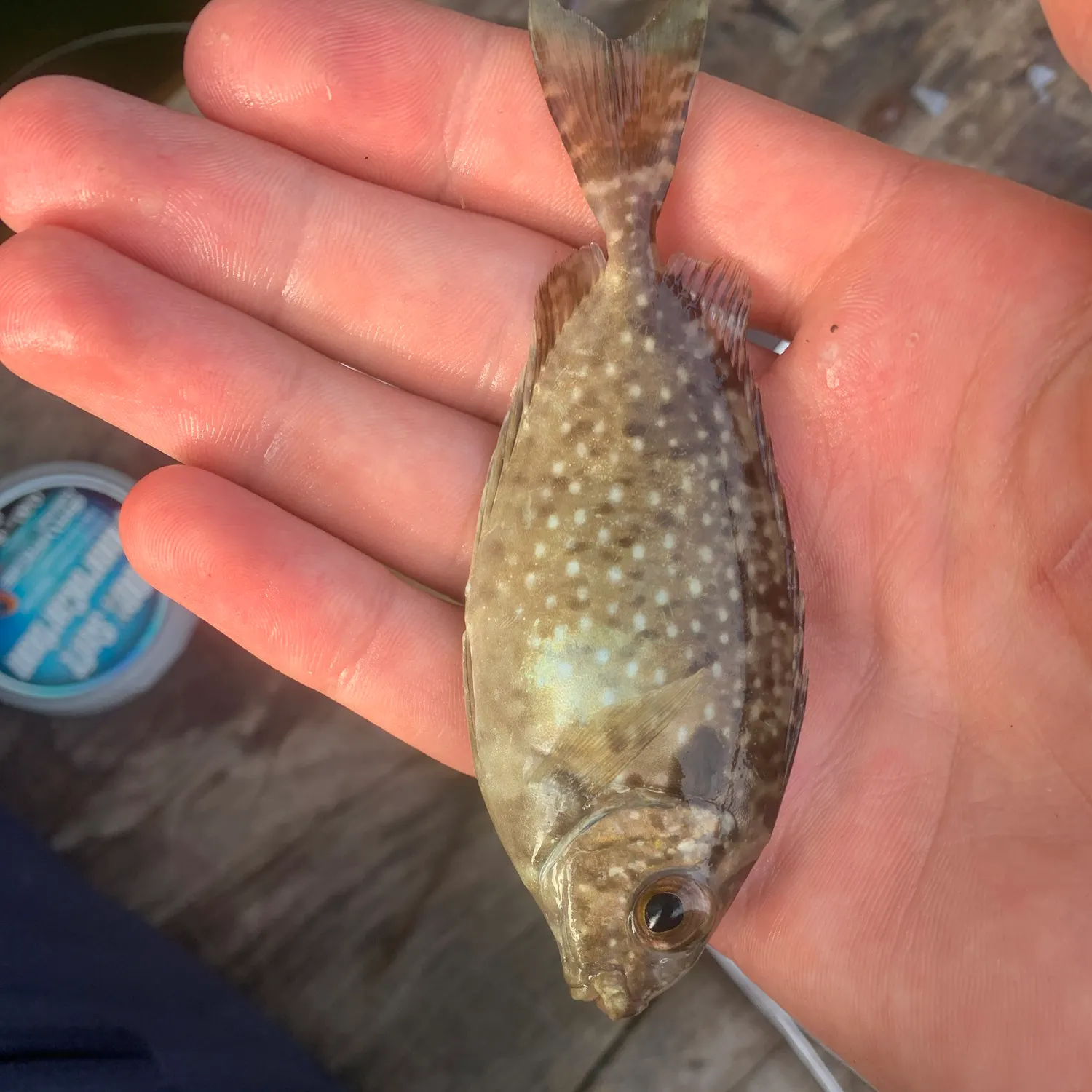 The most recent Marbled Spinefoot catches on Fishbrain