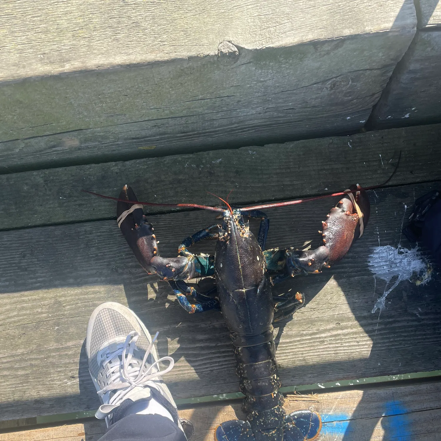 Fish caught on Fishbrain