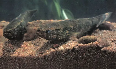 Point-headed sleeper goby