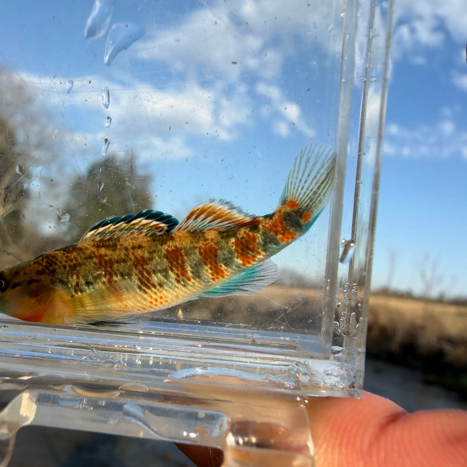 The most recent Orangethroat darter catches on Fishbrain