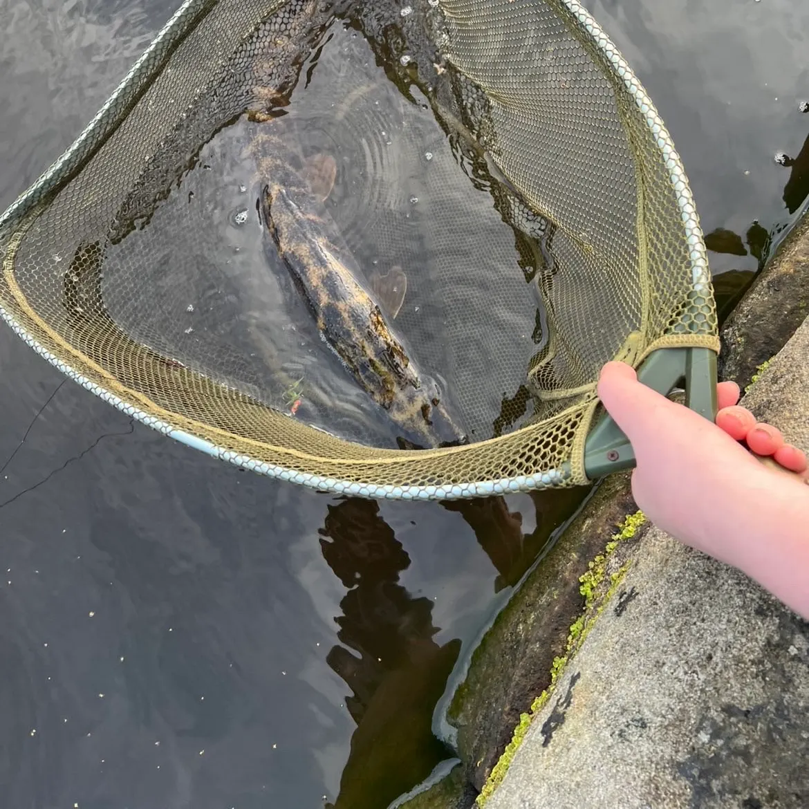 Northern pike caught on Fishbrain