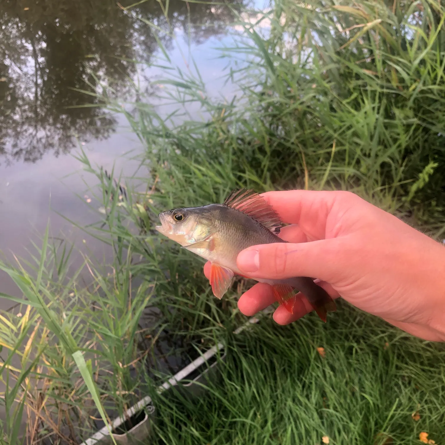 European perch caught on Fishbrain