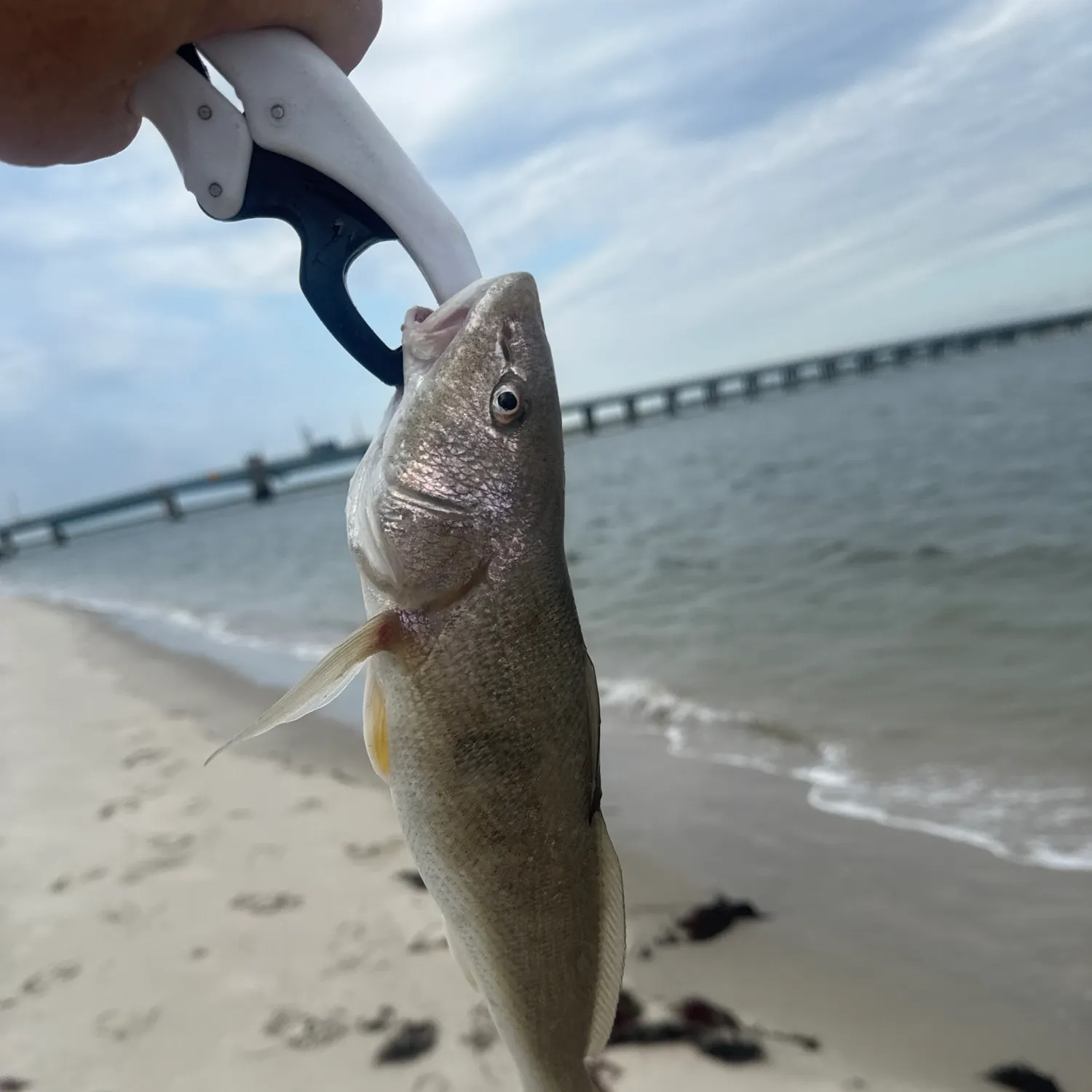 Gulf kingcroaker caught on Fishbrain