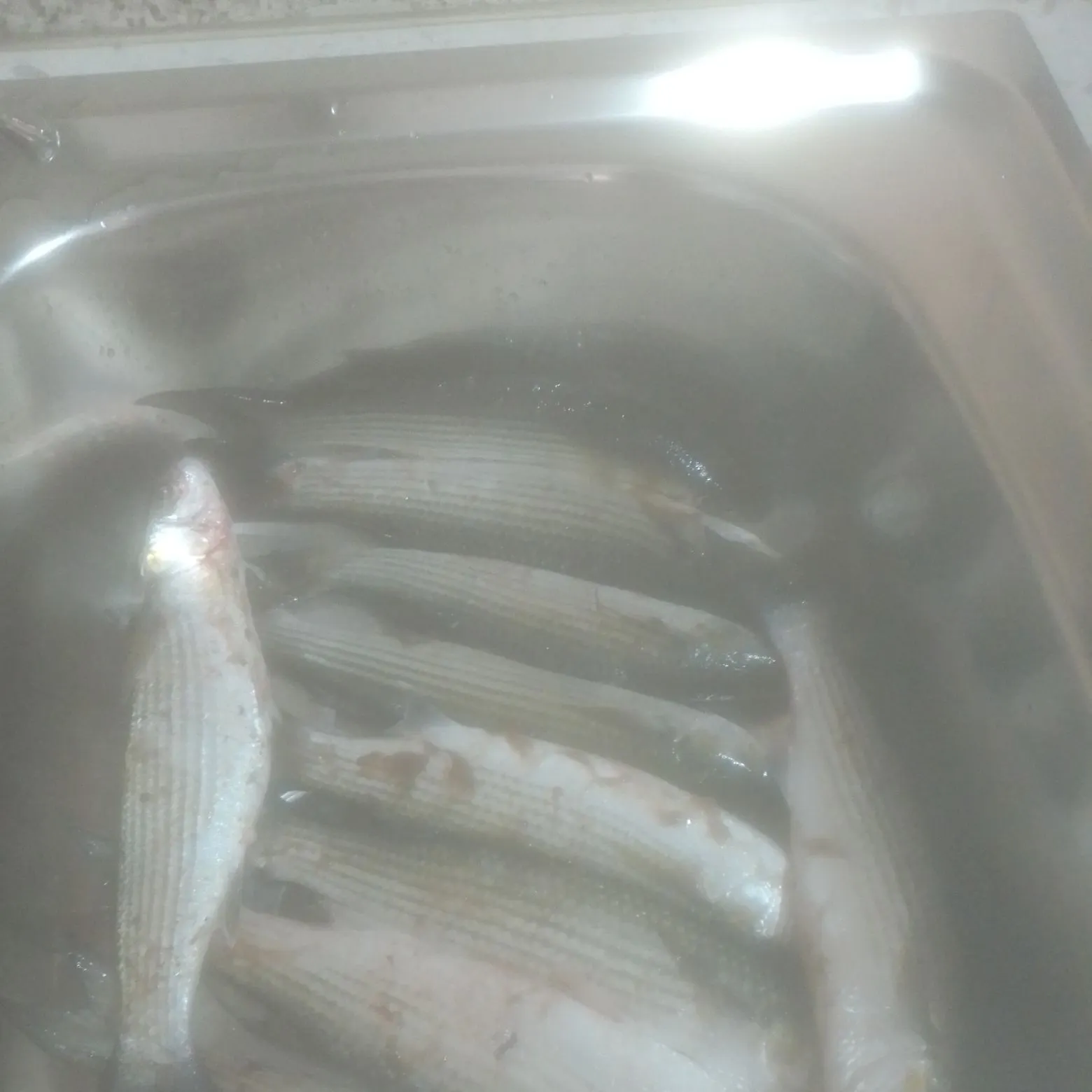 The most recent Thicklip grey mullet catches on Fishbrain