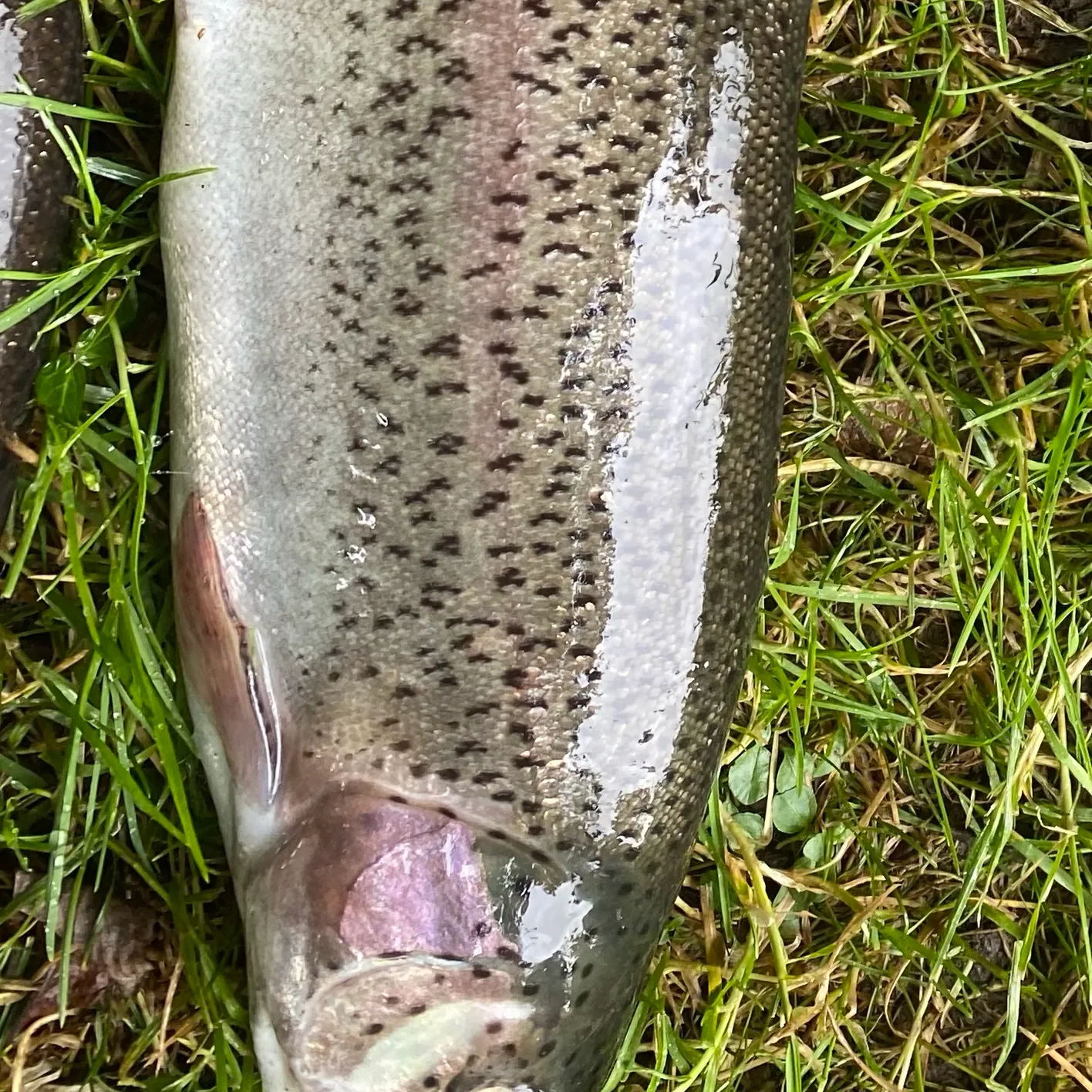 Rainbow trout caught on Fishbrain
