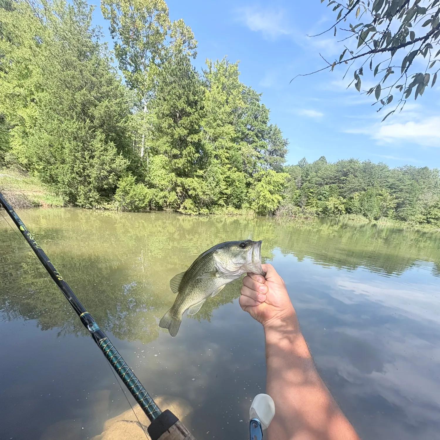 Largemouth bass caught on Fishbrain