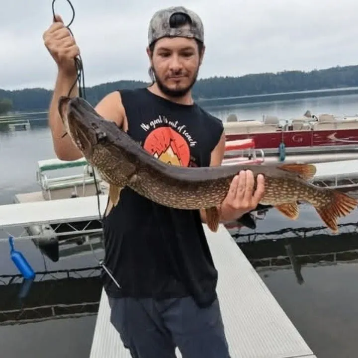 Northern pike caught on Fishbrain
