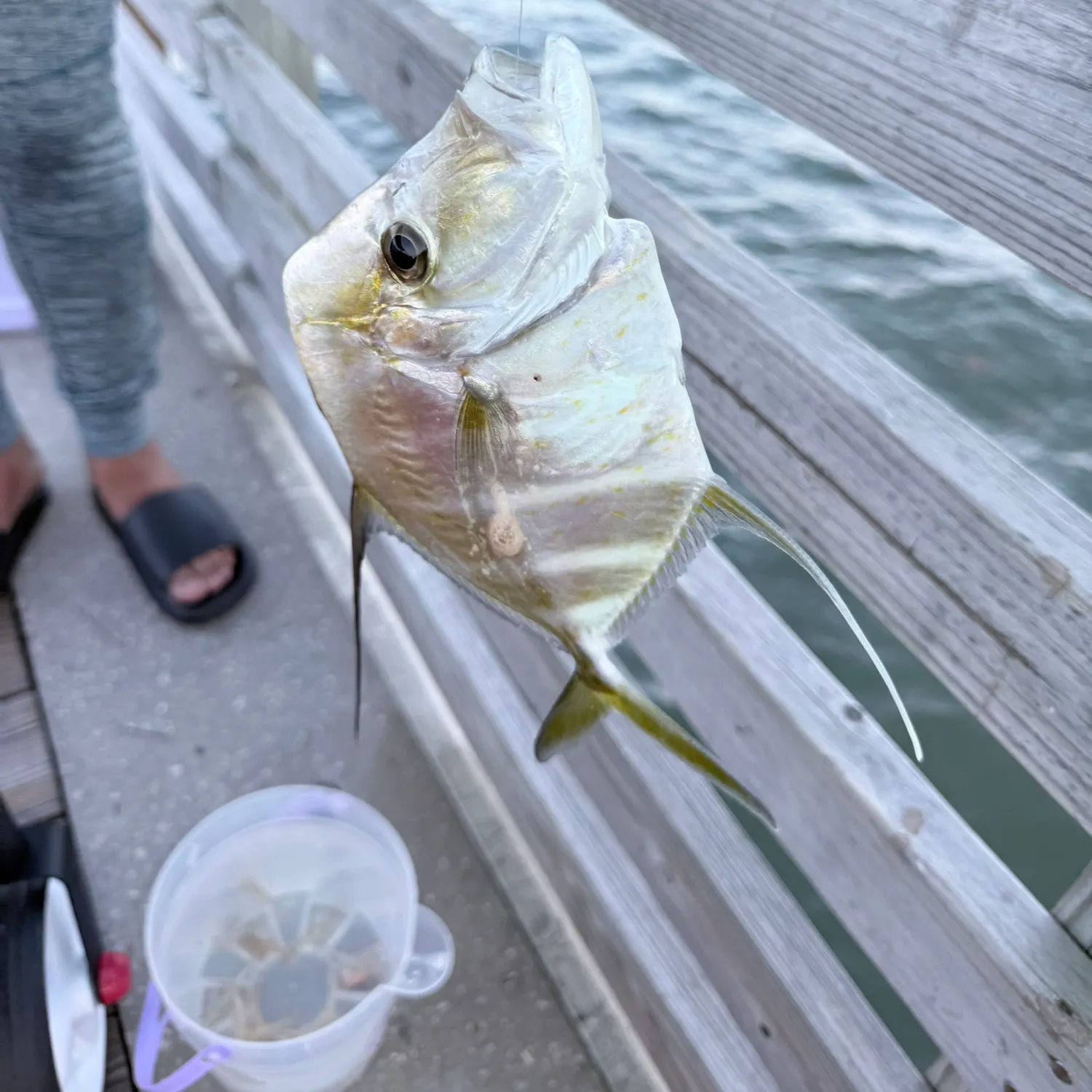 The most recent Lookdown catches on Fishbrain
