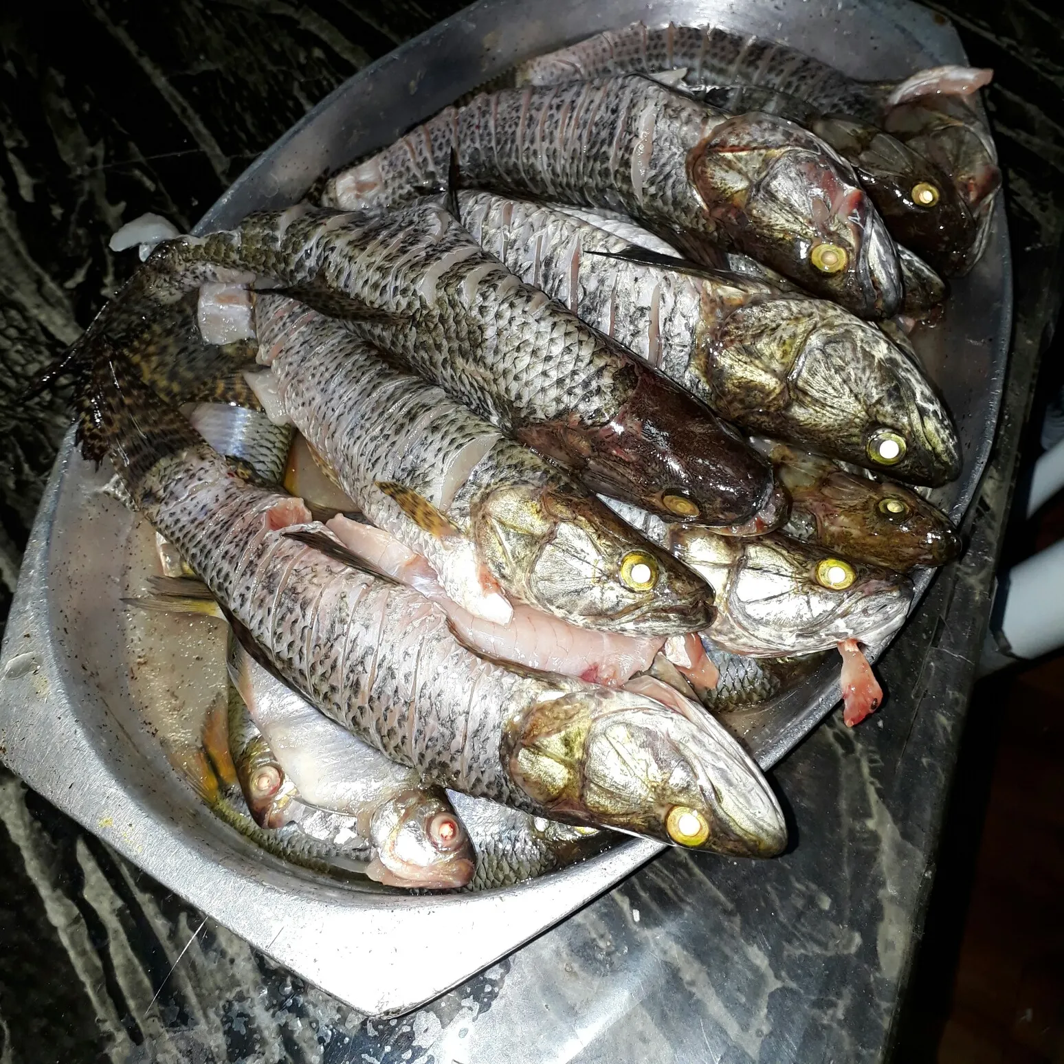 recently logged catches