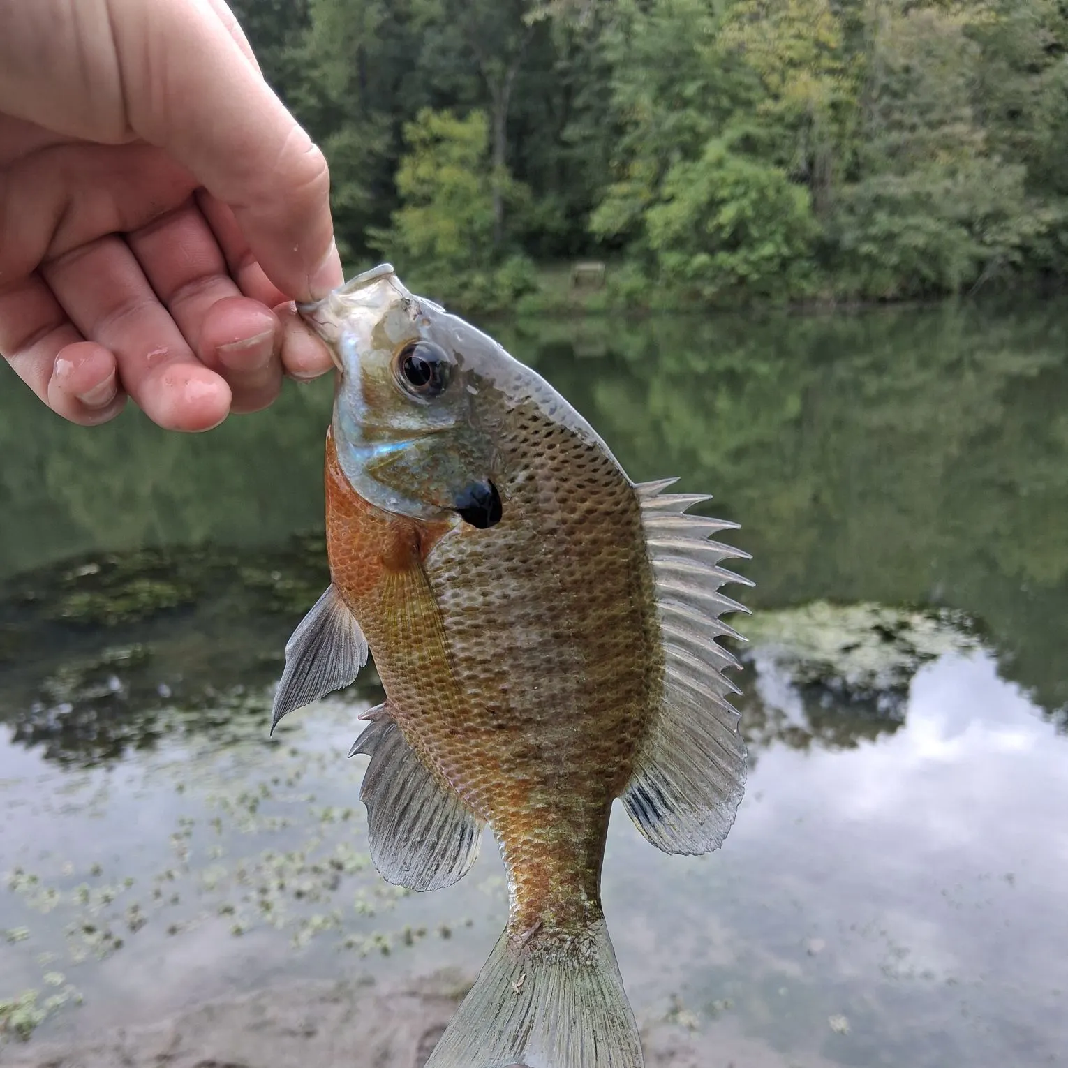 Bluegill caught on Fishbrain