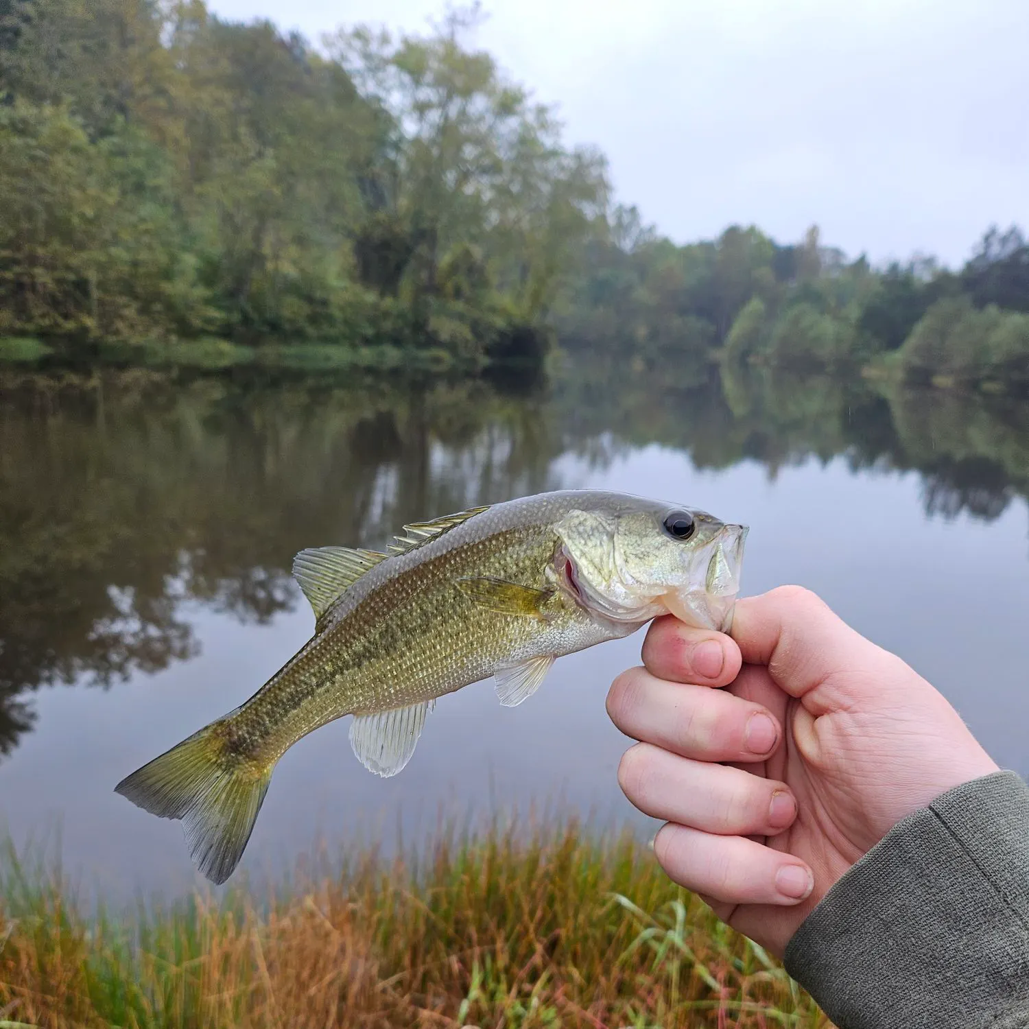 Fish caught on Fishbrain