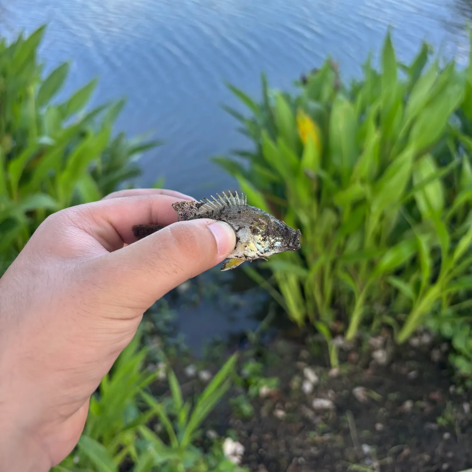 Green sunfish caught on Fishbrain