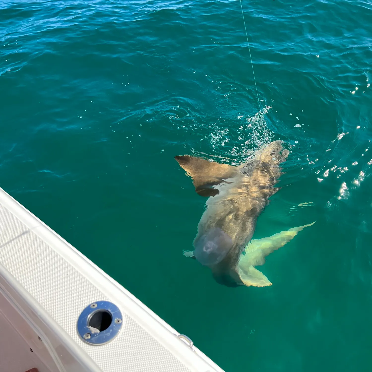 The most recent Copper shark catches on Fishbrain
