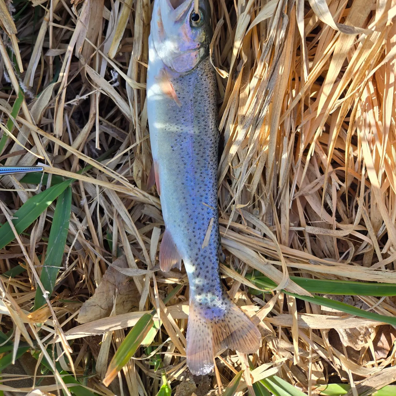The most recent Rainbow trout catches on Fishbrain