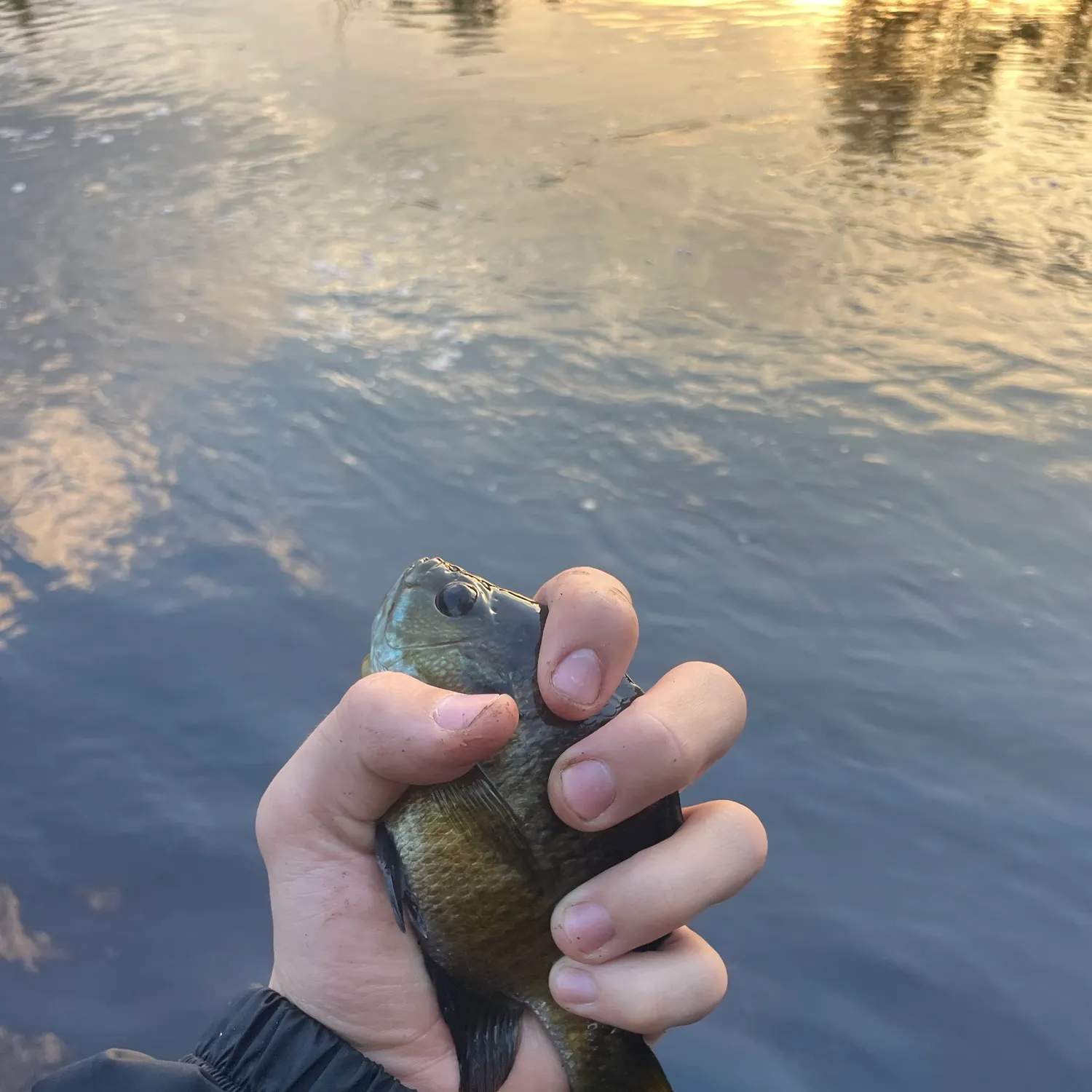 Bluegill caught on Fishbrain
