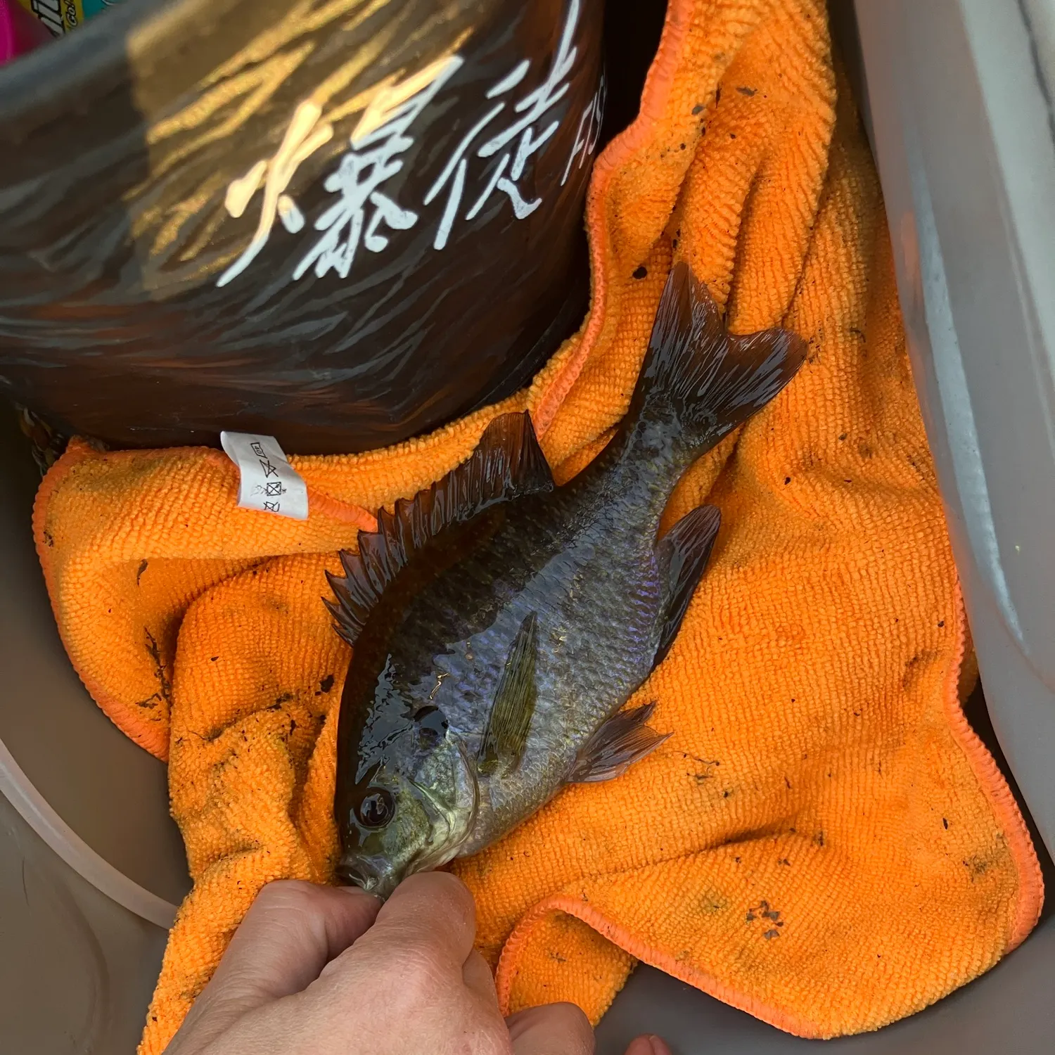 catch