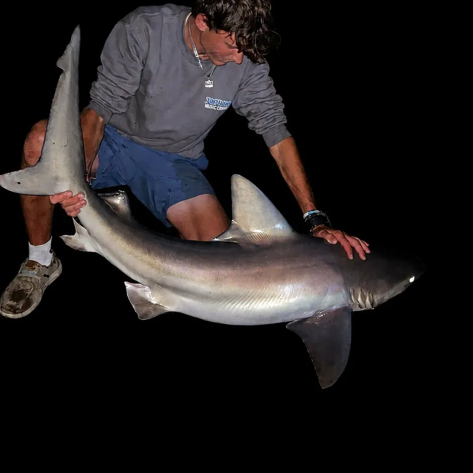 Sandbar shark caught on Fishbrain