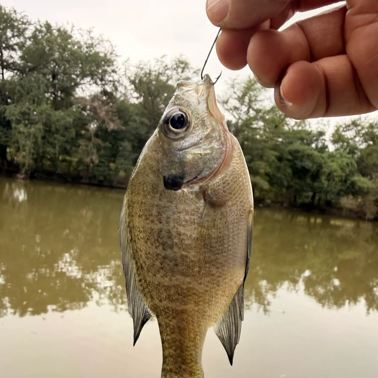 Bluegill caught on Fishbrain