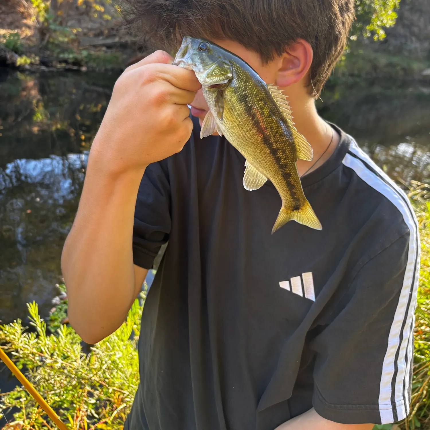 Spotted bass caught on Fishbrain