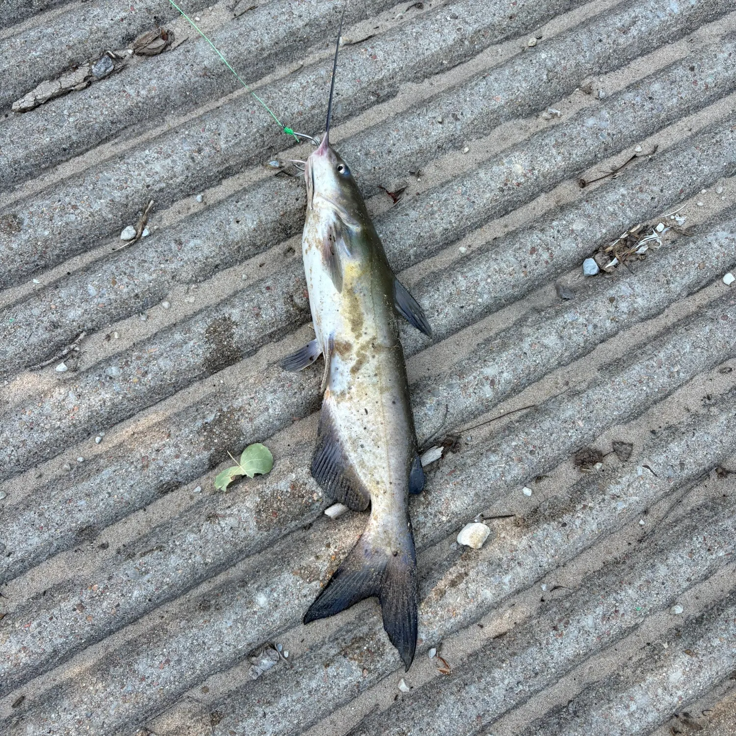 Channel catfish caught on Fishbrain