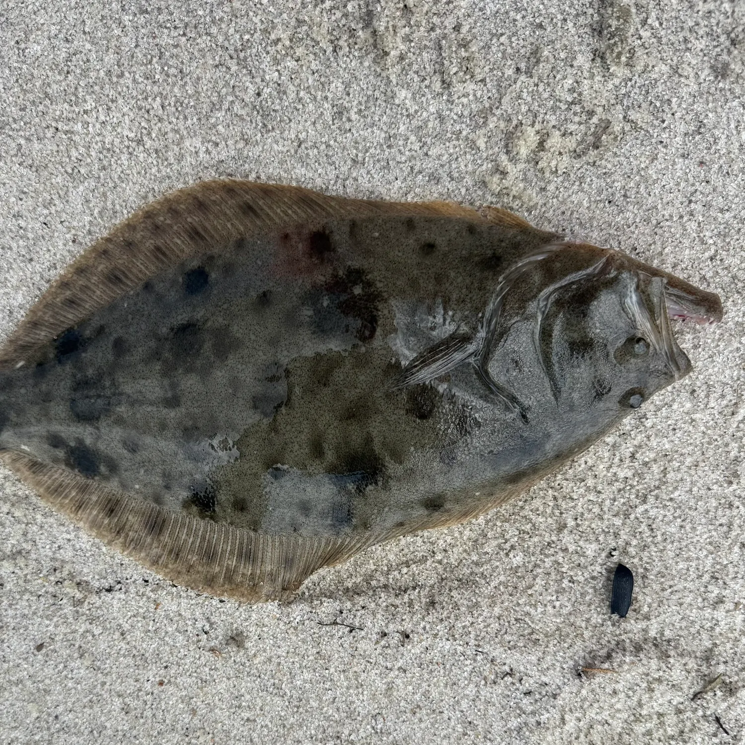 Summer flounder caught on Fishbrain