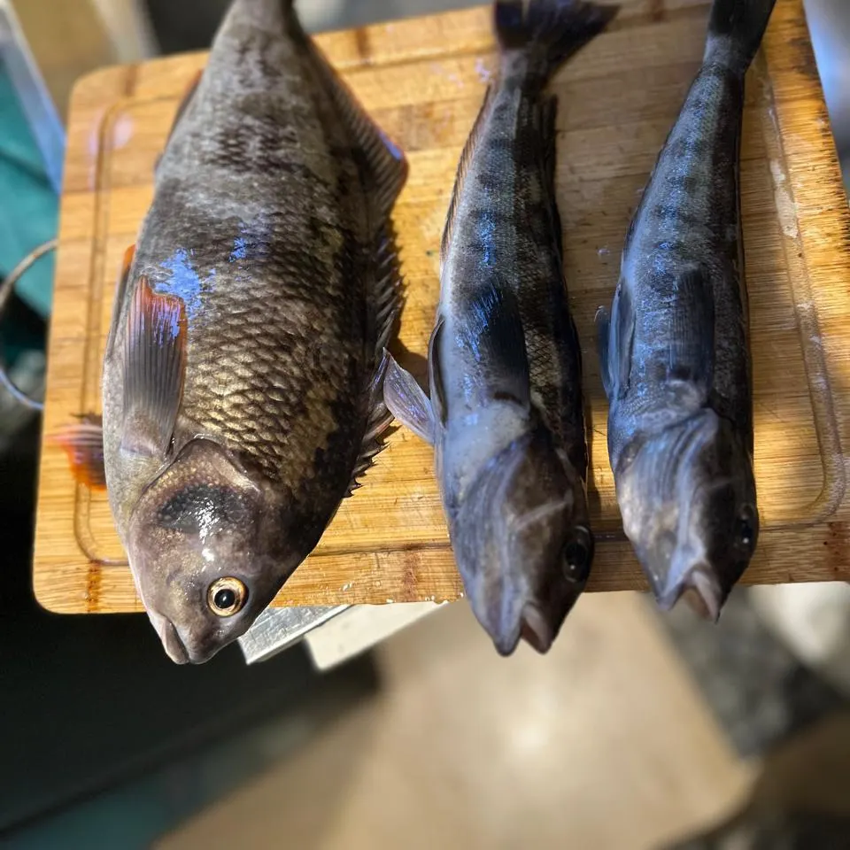 The most recent Redfingers catches on Fishbrain