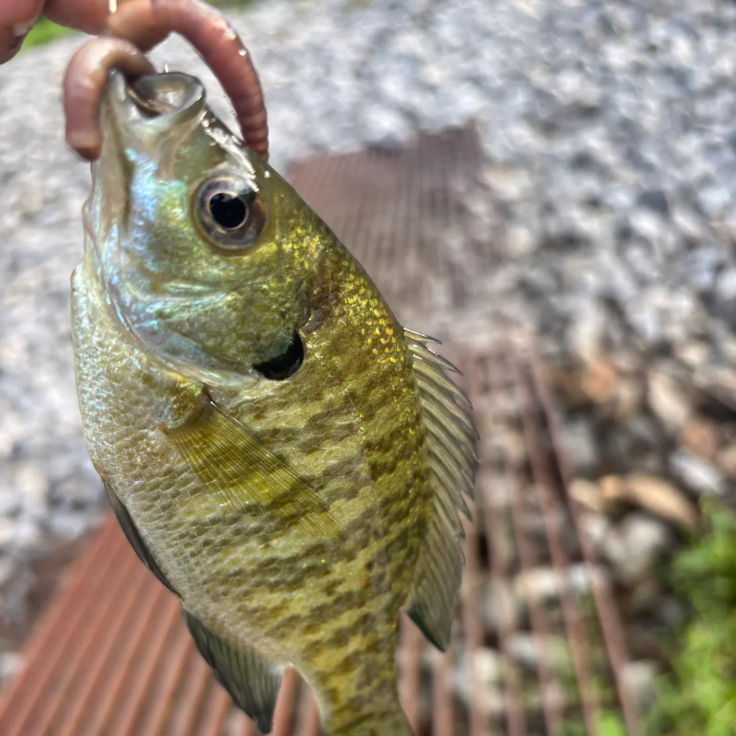 Bluegill caught on Fishbrain