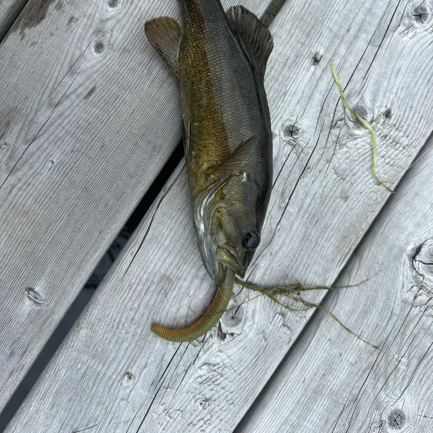 Smallmouth bass caught on Fishbrain