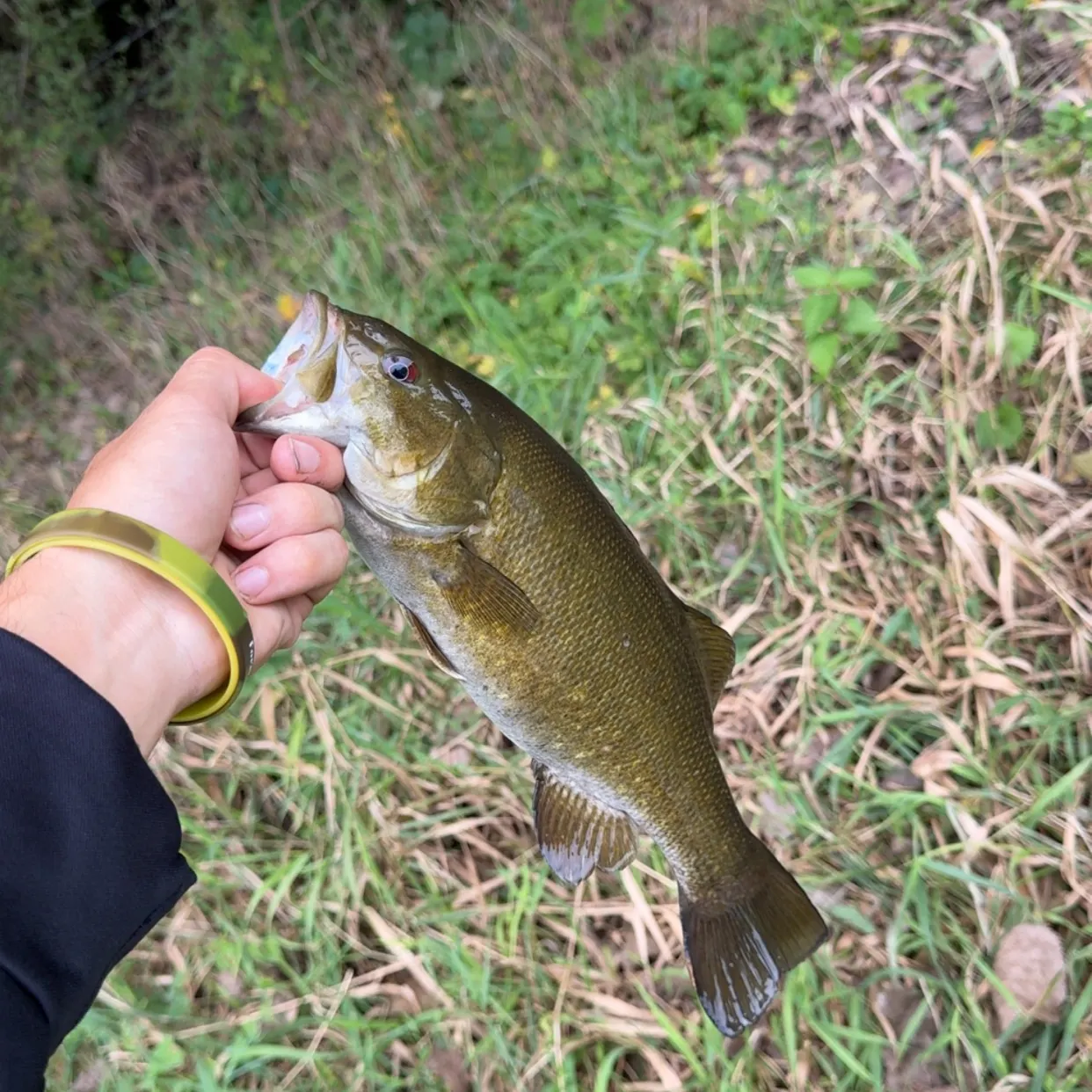 Smallmouth bass caught on Fishbrain