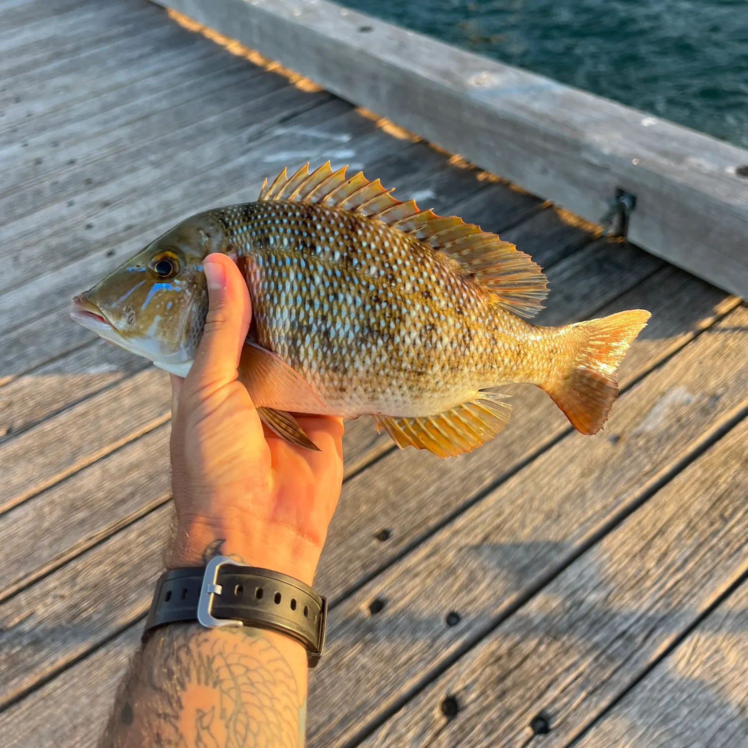 recently logged catches