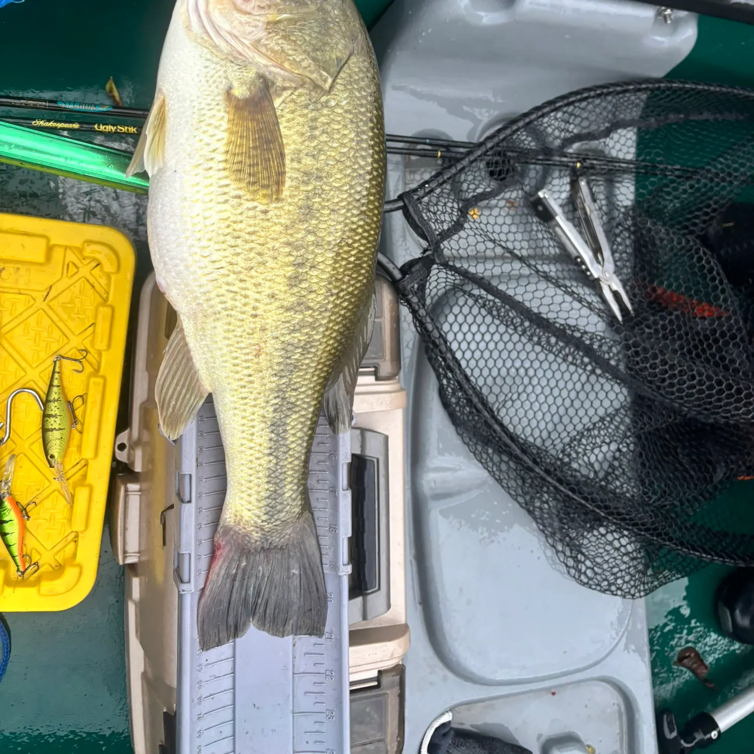 Largemouth bass caught on Fishbrain