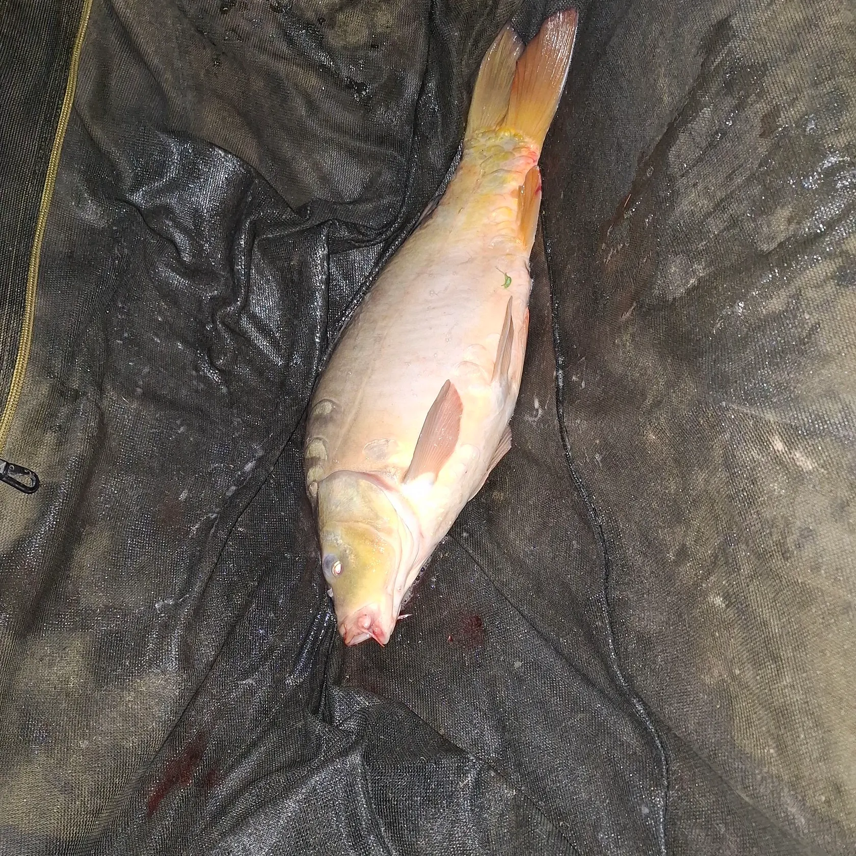 The most recent Leather carp catches on Fishbrain