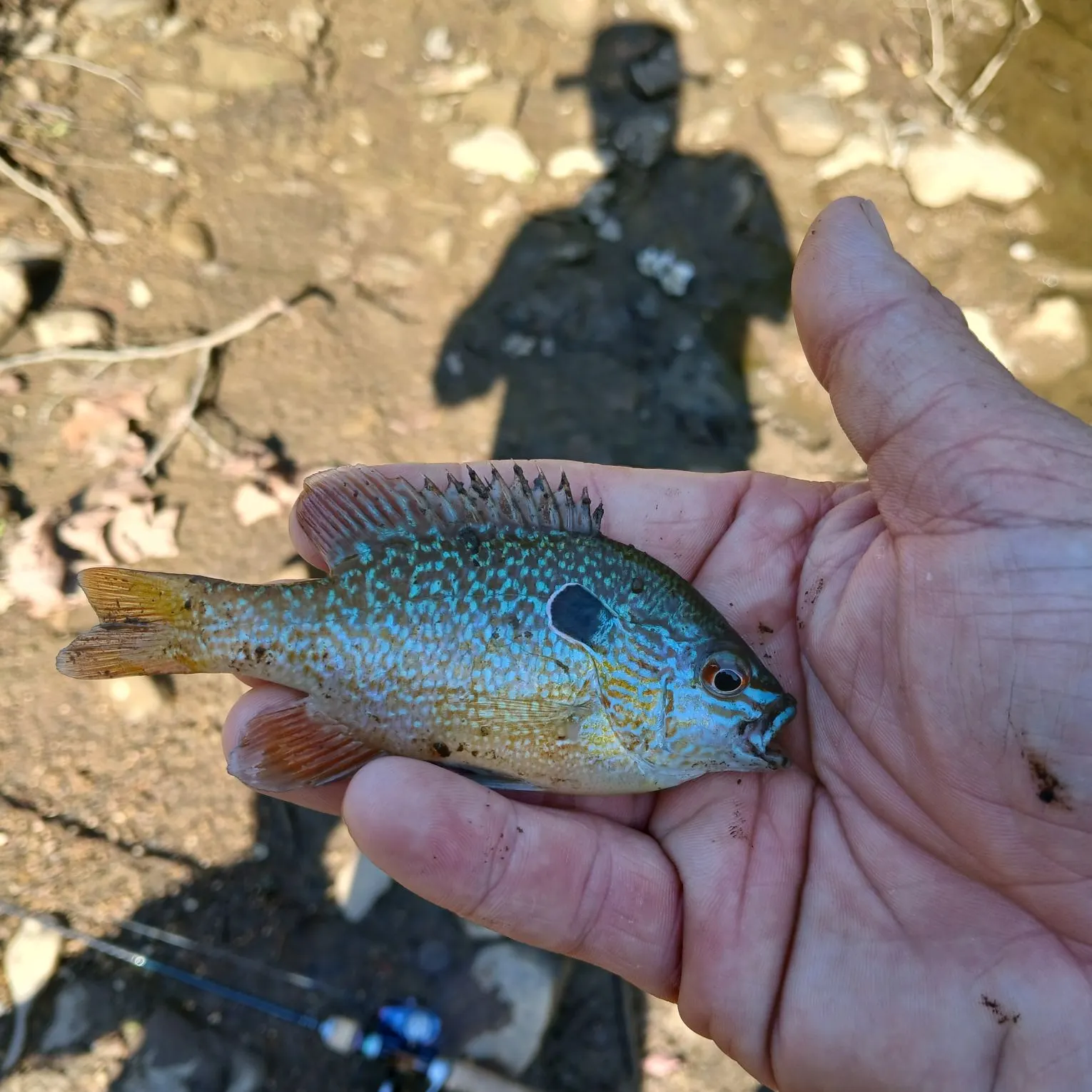 Longear sunfish caught on Fishbrain