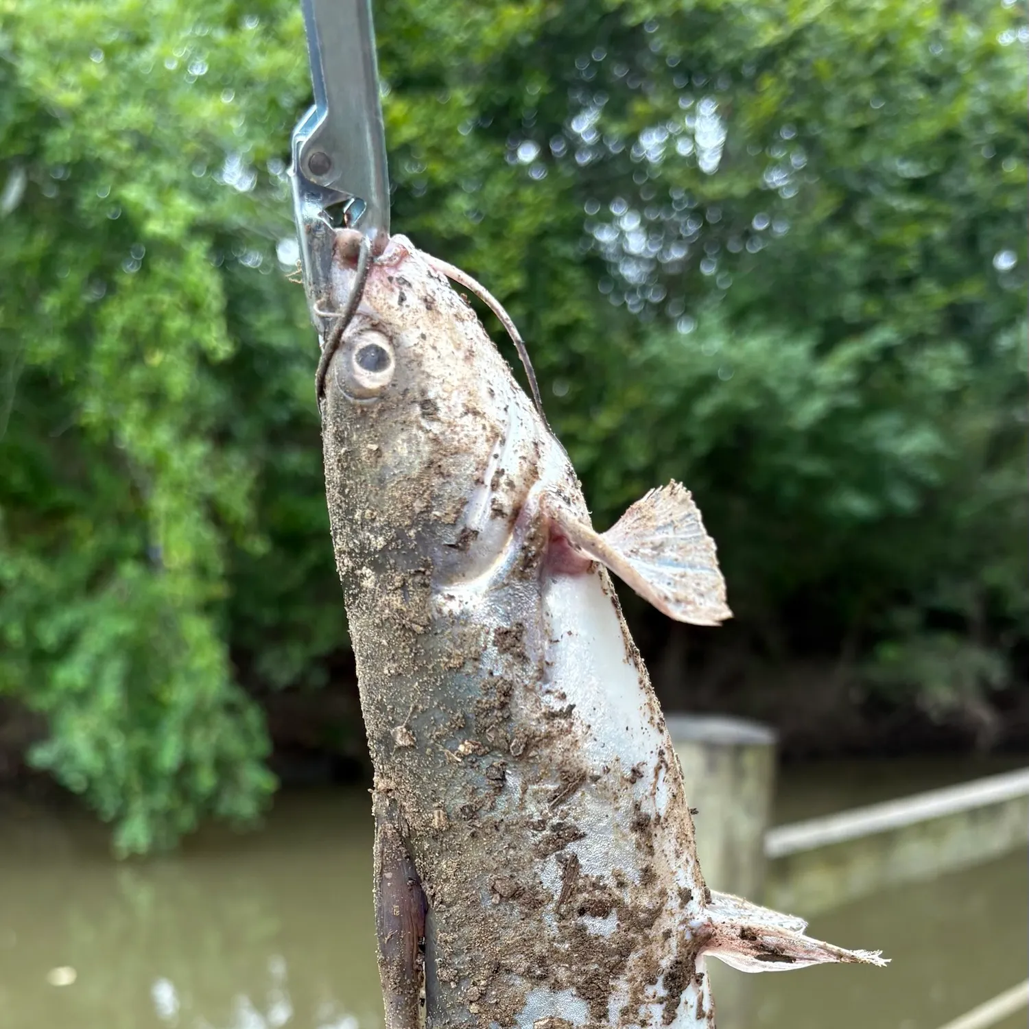 Blue catfish caught on Fishbrain