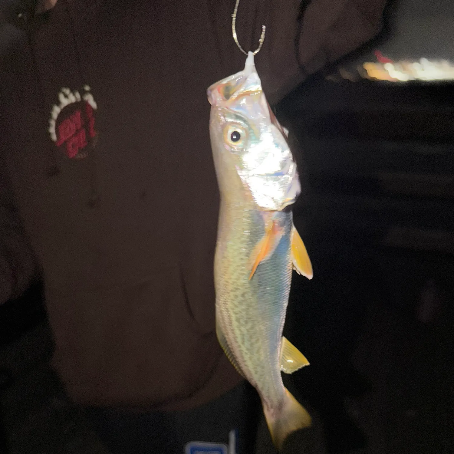 Gray weakfish caught on Fishbrain