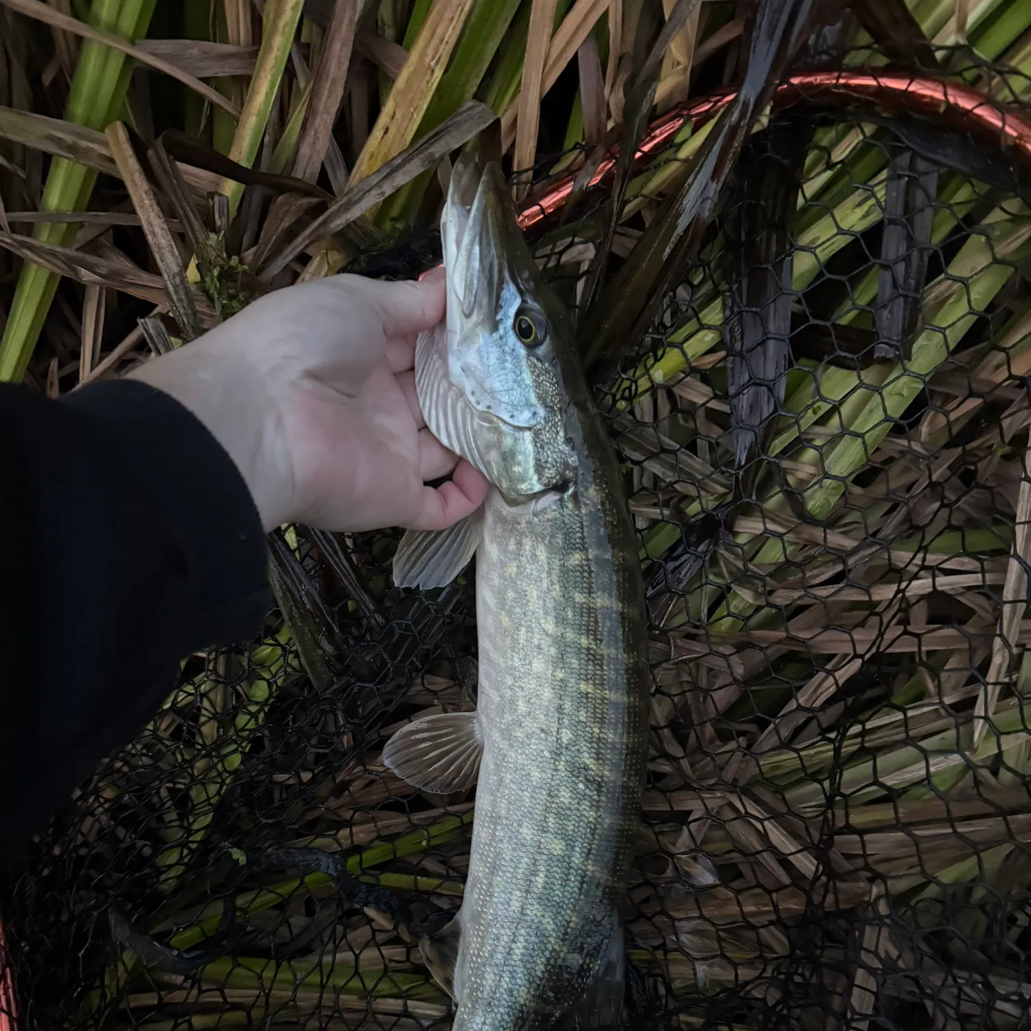 Northern pike caught on Fishbrain