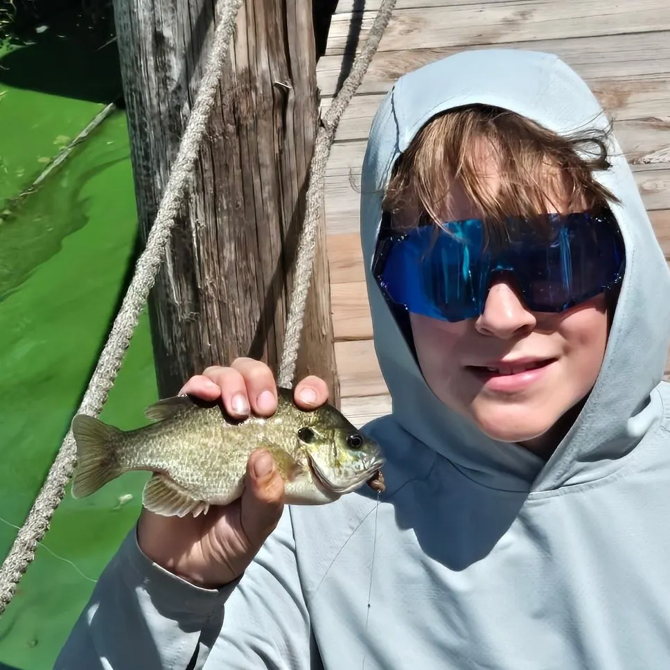 Green sunfish caught on Fishbrain