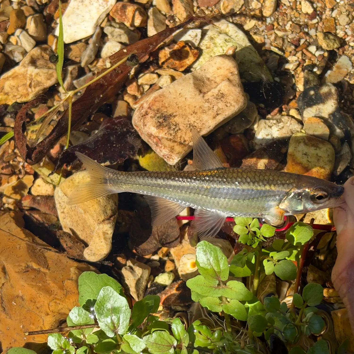 Duskystripe shiner caught on Fishbrain