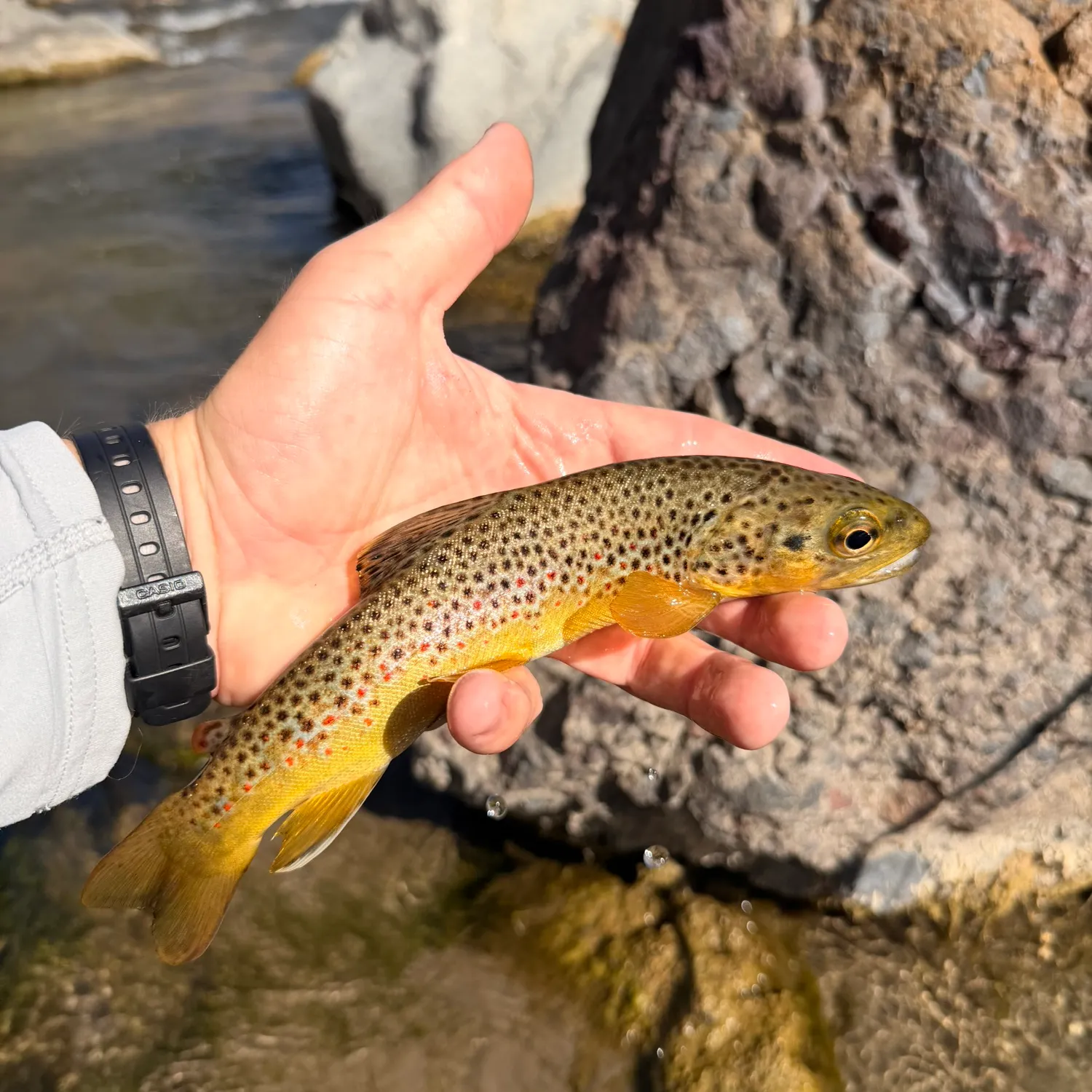 Fish caught on Fishbrain
