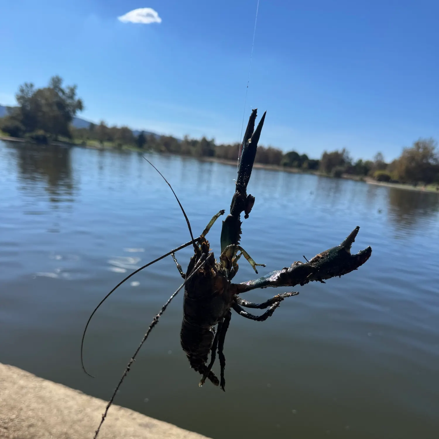 Signal crayfish caught on Fishbrain