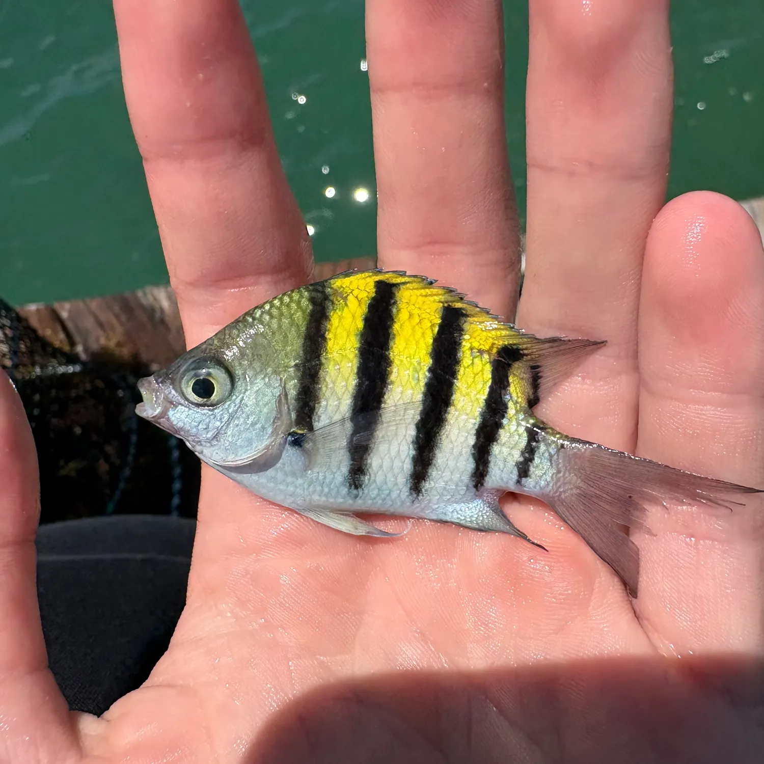 The most recent Sergeant-major catches on Fishbrain