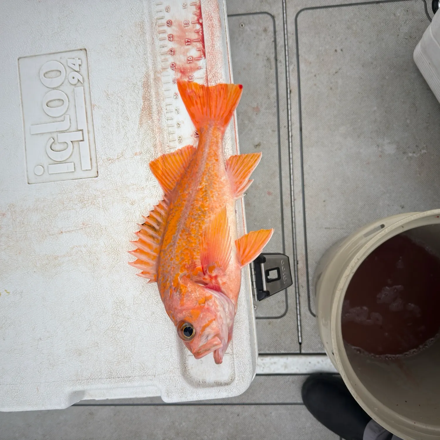 The most recent Canary rockfish catches on Fishbrain
