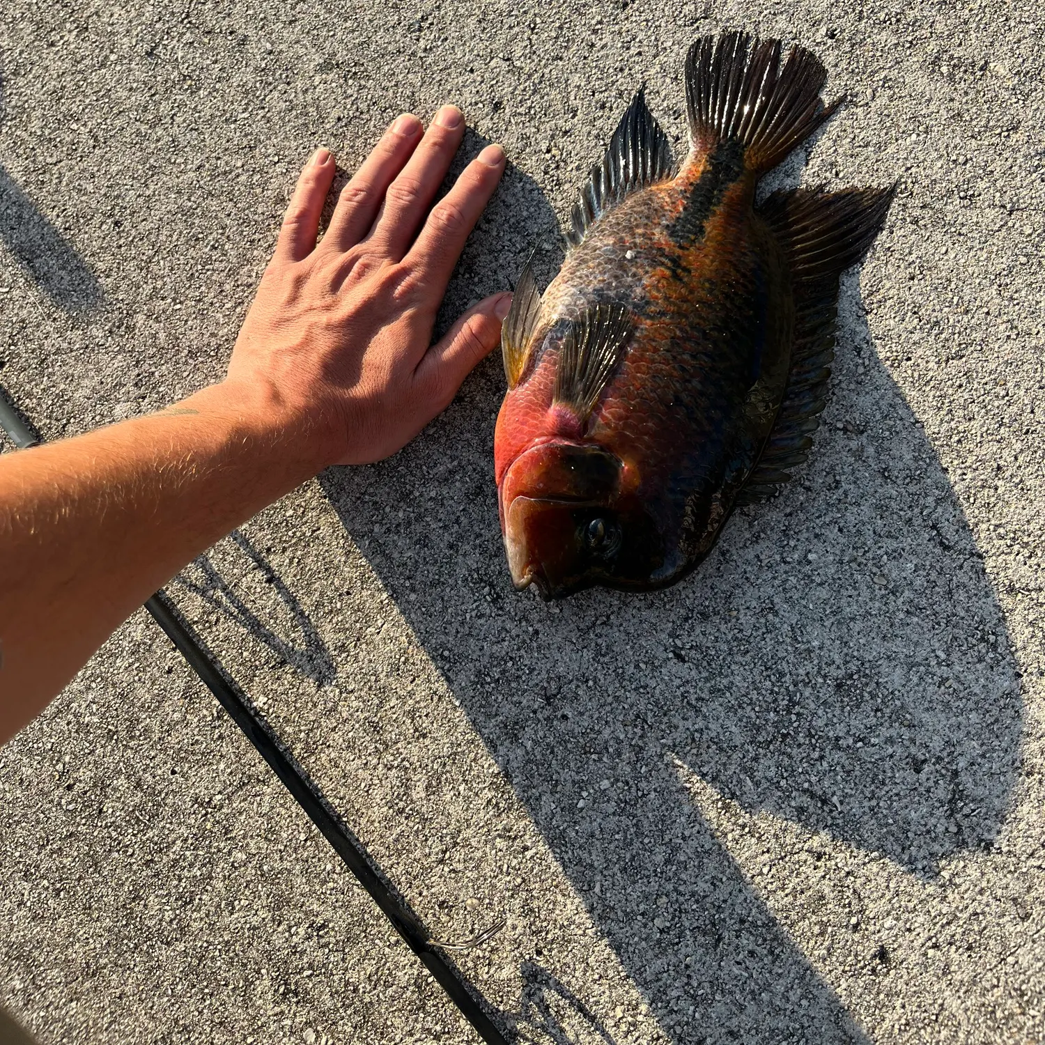 The most recent Redhead cichlid catches on Fishbrain
