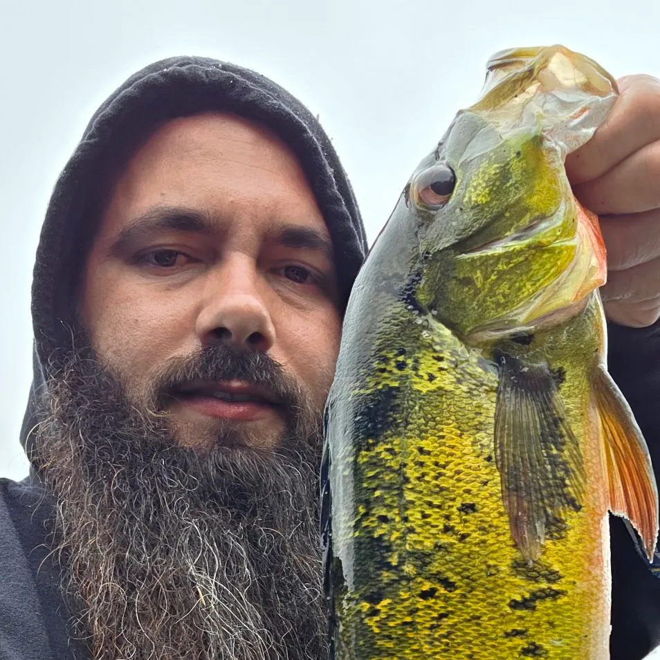 The most recent Butterfly peacock bass catches on Fishbrain