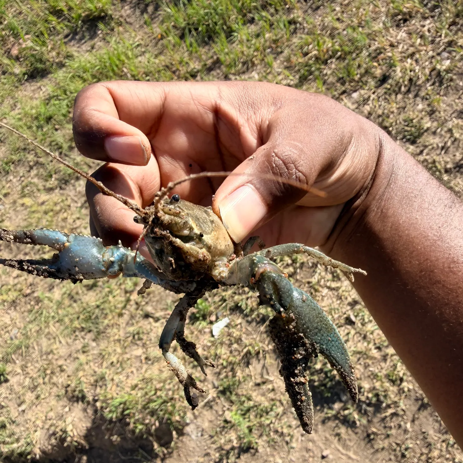 The most recent Northern clearwater crayfish catches on Fishbrain