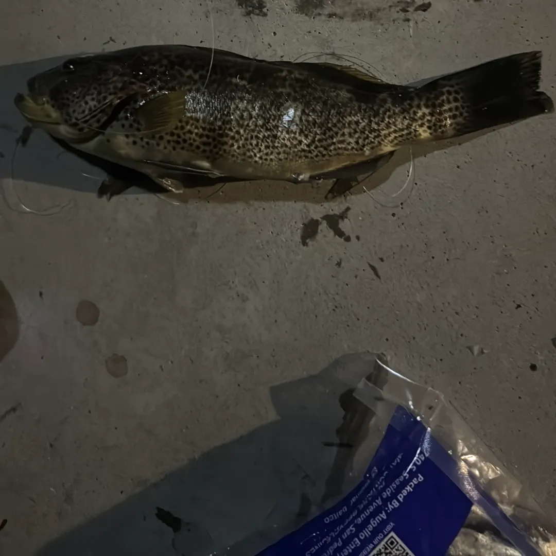 The most recent Greasy grouper catches on Fishbrain