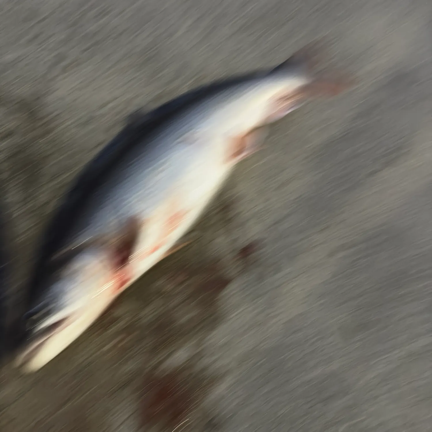 Lake char caught on Fishbrain