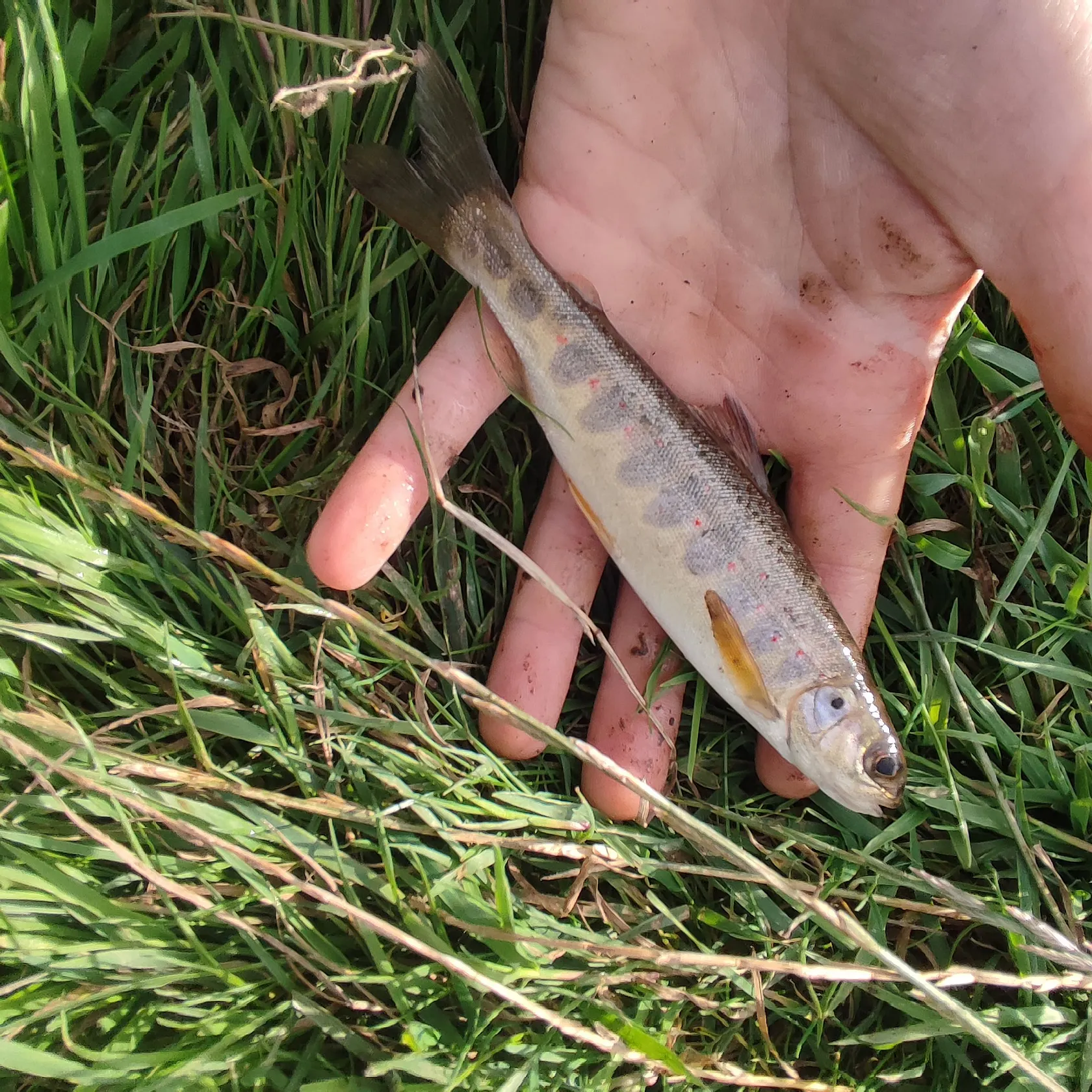 Atlantic salmon caught on Fishbrain