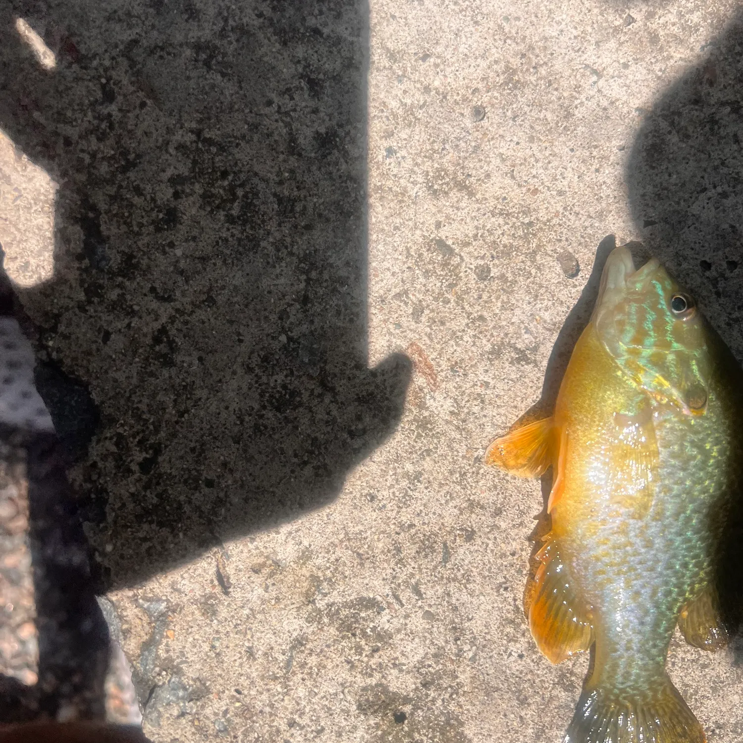 Pumpkinseed caught on Fishbrain