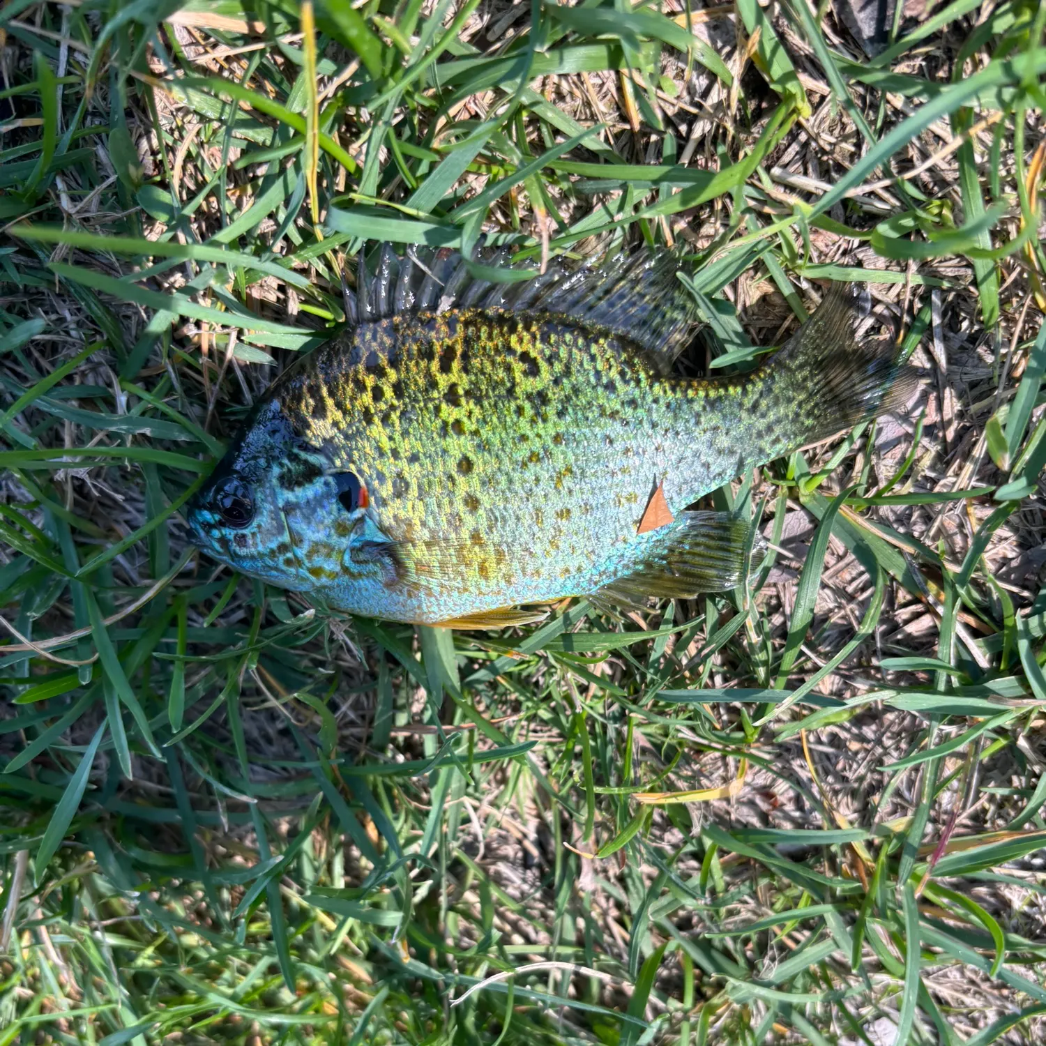 Pumpkinseed caught on Fishbrain